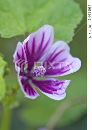 ゼニアオイの花 1441667
