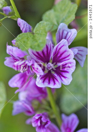 ゼニアオイの花 1441671