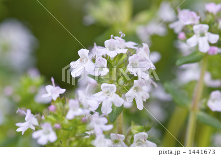 コモンタイムの花 コモンタイムの花 1441673