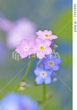 ヒイラギナンテンの実 ヒイラギナンテンの実 1441680