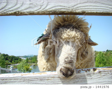 いらっしゃいませ～ 1441976