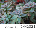 多肉植物 1442324