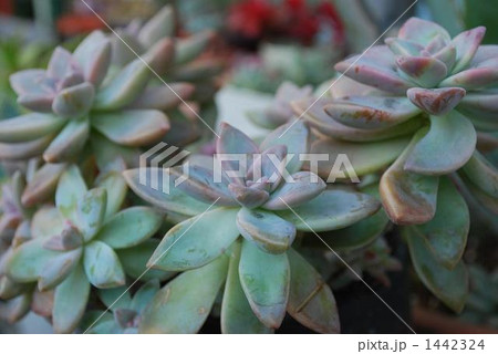 多肉植物 1442324