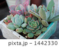 多肉植物 1442330
