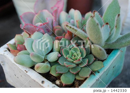 多肉植物 1442330