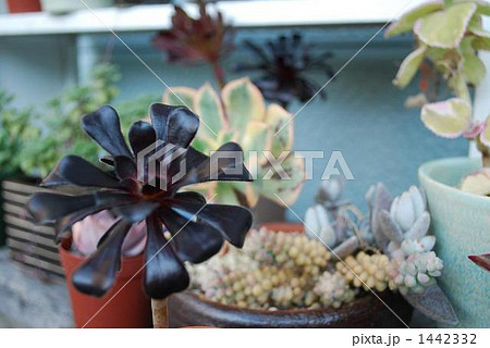多肉植物 1442332