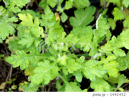 フーチバー 1442452