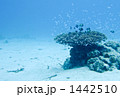 珊瑚 1442510