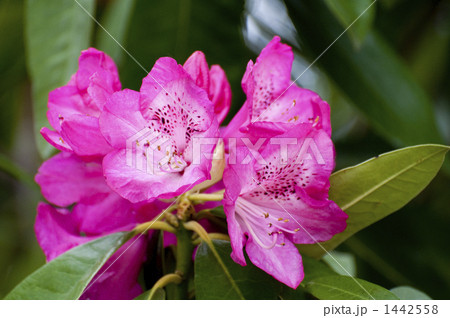 シャクナゲ シャクナゲ 1442558