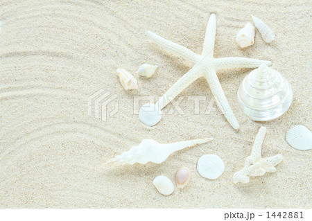 砂浜の貝殻01の写真素材