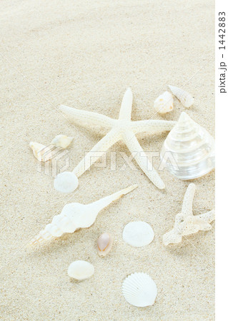 砂浜の貝殻01タテ 1442883