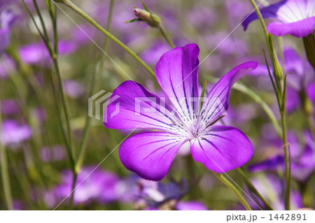 ムギセンノウの花畑 1442891