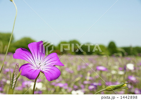 ムギセンノウの花畑 1442898