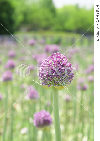 ギガンチウムの蕾 1442904