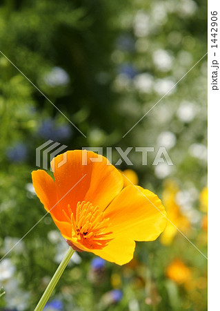カリフォルニアポピー 1442906