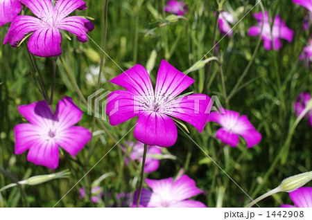 ムギセンノウの花畑 ムギセンノウの花畑 1442908