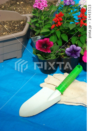 植え替えー３ 1443513