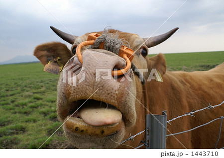 ズームイン！ 1443710