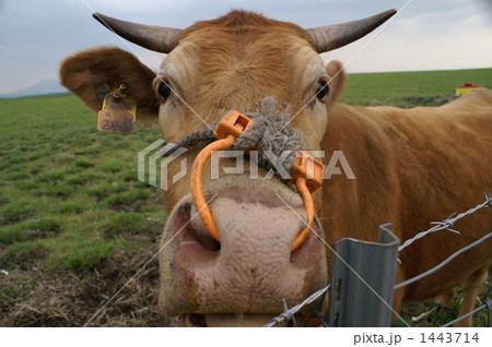 アップ! アップ! 1443714