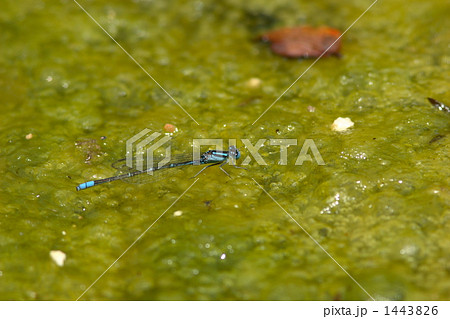 ムスジイトトンボ ムスジイトトンボ 1443826