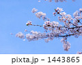 1443865
