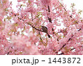 河津桜とメジロ 1443872