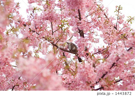 河津桜とメジロ 1443872