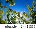 菜の花 1443888