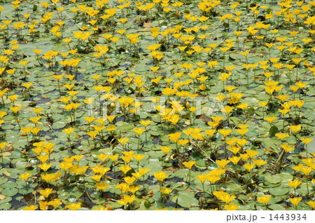 あさざ あさざ 1443934