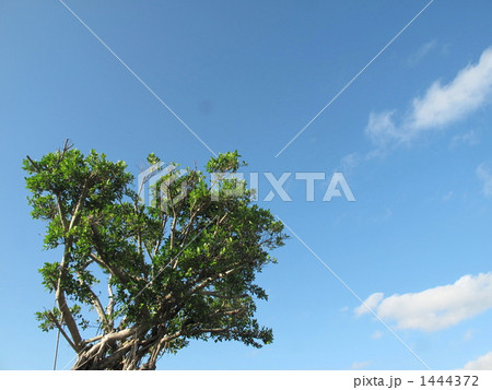 空に向かってのびるガジュマルの木 1444372