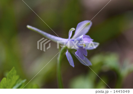 セリバヒエンソウ 1445049