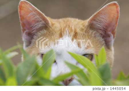 猫のおでこ 1445054