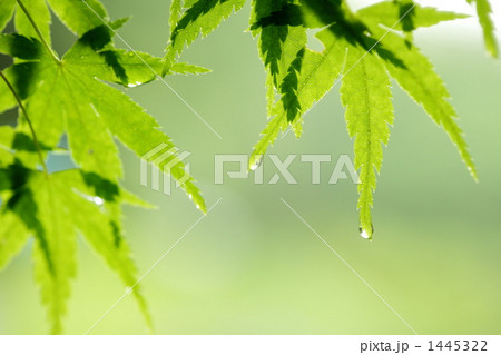 春の長雨に濡れる 春の長雨に濡れる 1445322