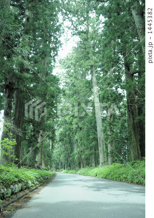 日光の杉並木 1445382
