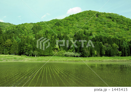 水田と新緑 1445415