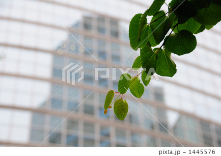 雨上がりのオフィス街 1445576