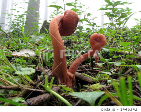 オオキツネタケ　大狐茸 1446342