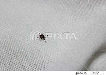 マダニ ♀ マダニ ♀ 1446488