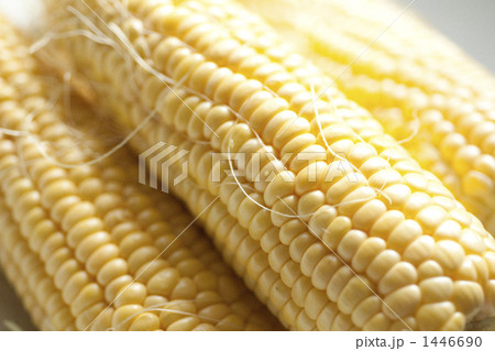 とうもろこし とうもろこし 1446690