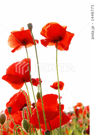 赤いポピー 1446775