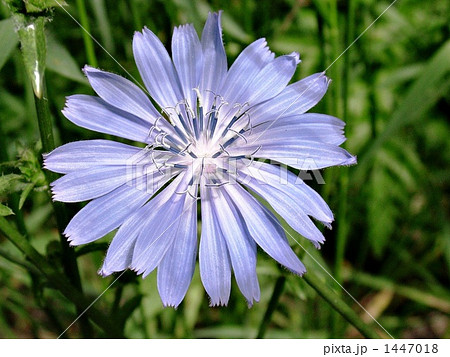 チコリーの花 1447018