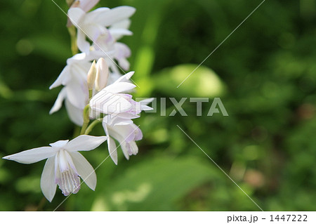白花紫蘭 白花紫蘭 1447222