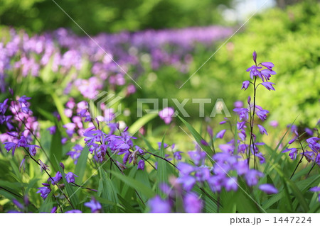 シランの花畑 シランの花畑 1447224