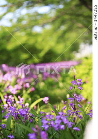 シランの花畑 1447225