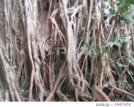 カテドラル・フィグ・ツリーの太い幹 1447474