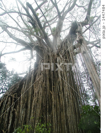 カーテン・フィグ・ツリー バリエーション カーテン・フィグ・ツリー バリエーション 1447484