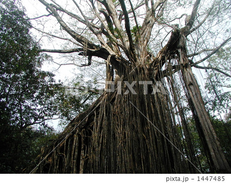 カーテン・フィグ・ツリー　　バリエーション 1447485