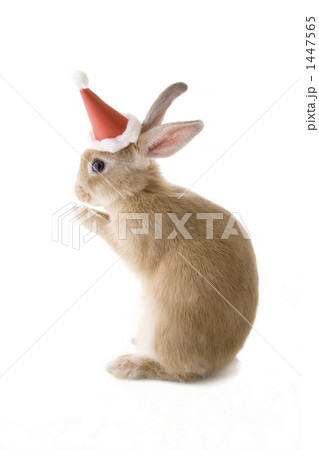 子ウサギクリスマスの願い事ポーズ 子ウサギクリスマスの願い事ポーズ 1447565
