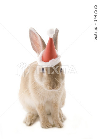 子ウサギクリスマスサンタ帽でおすわり 子ウサギクリスマスサンタ帽でおすわり 1447585