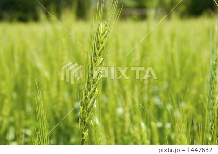小麦の花 小麦の花 1447632